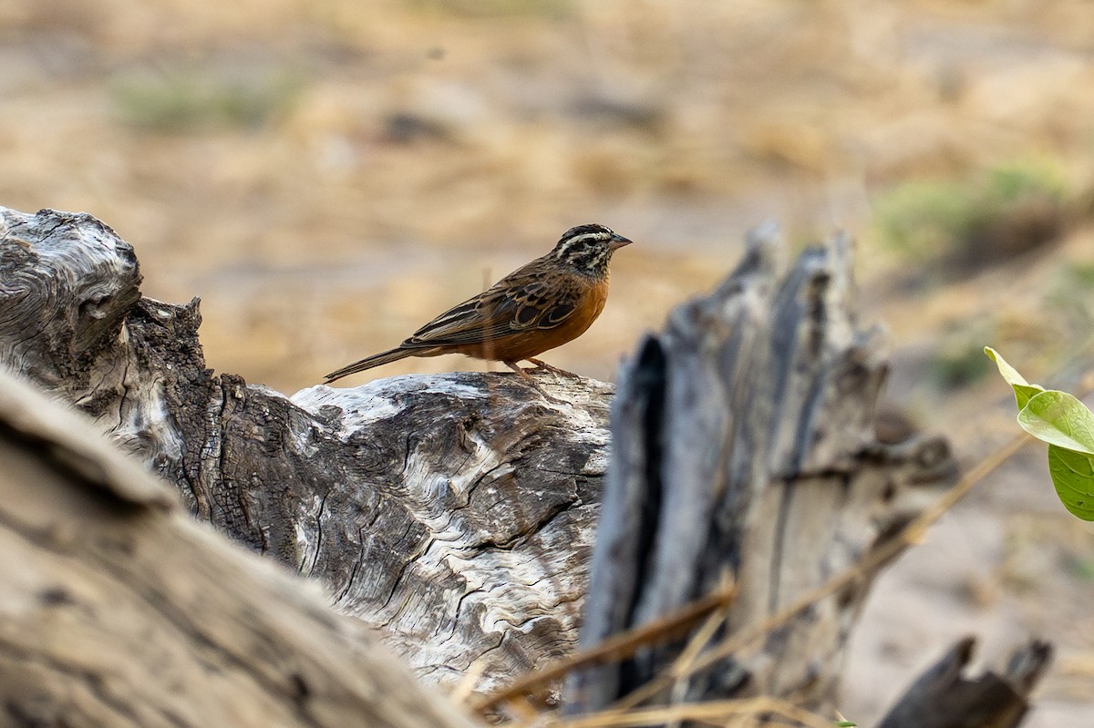 Cinnamon-breasted Bunting - ML644891031