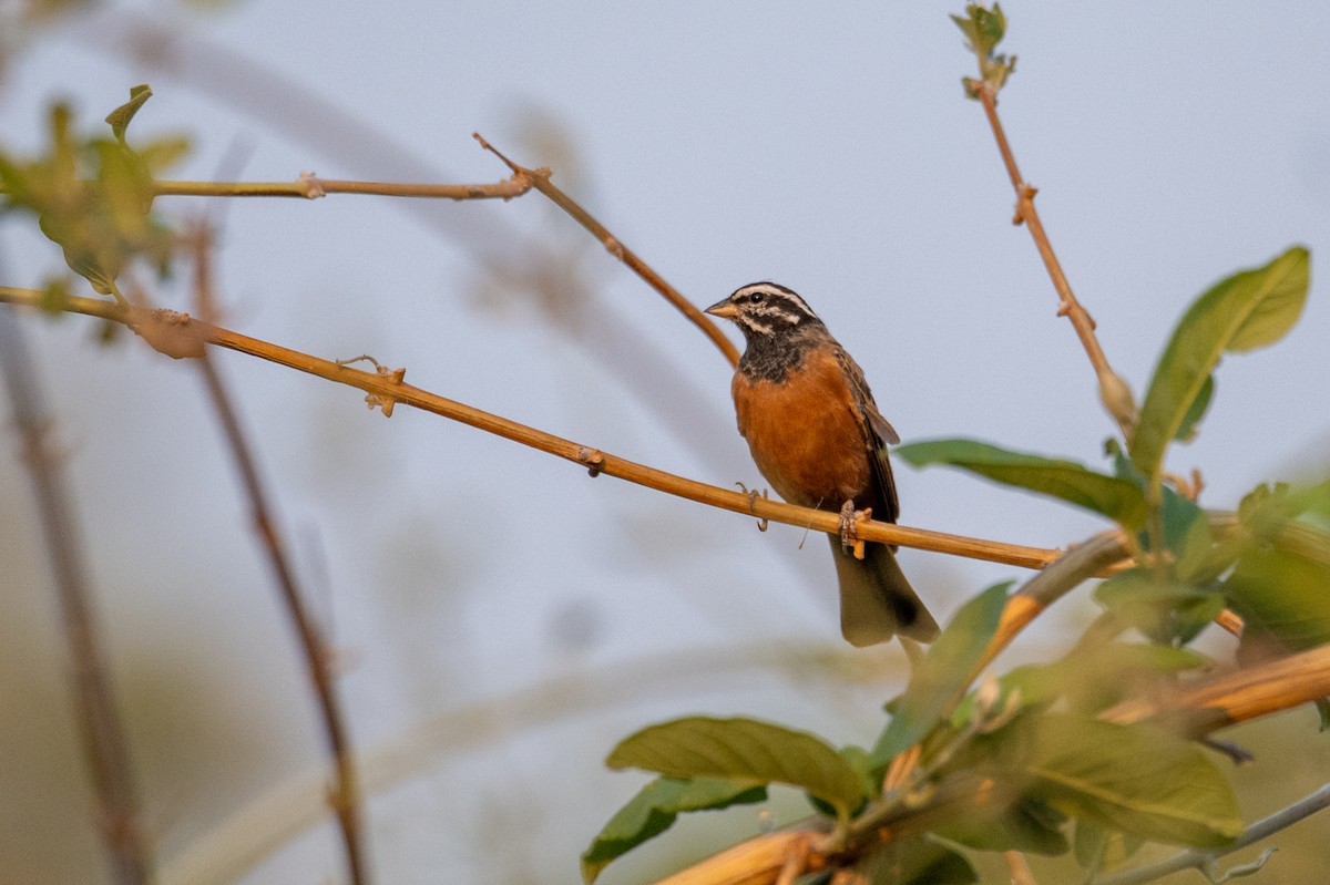 Cinnamon-breasted Bunting - ML644891032