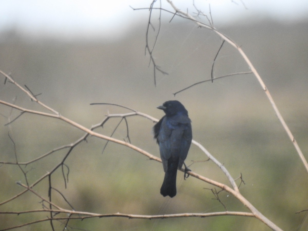 Shiny Cowbird - ML644891044