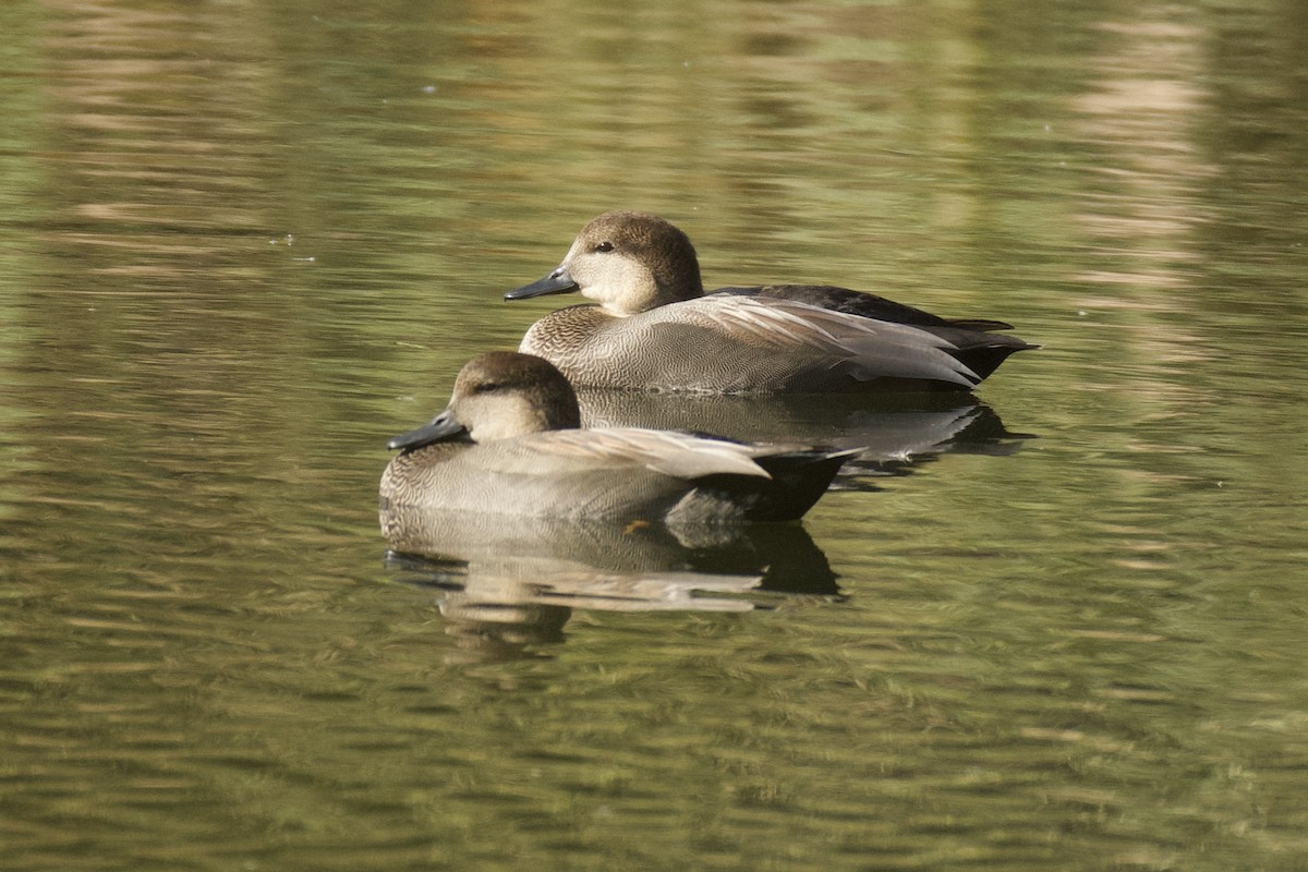 kopřivka obecná - ML644891049