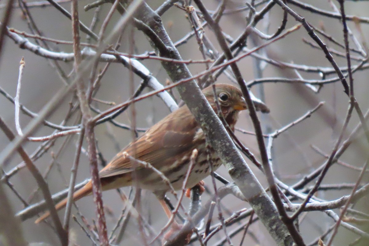 Fox Sparrow - ML644891050