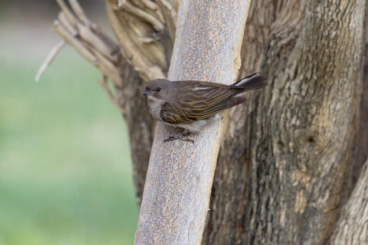 Lesser Honeyguide - ML644891051