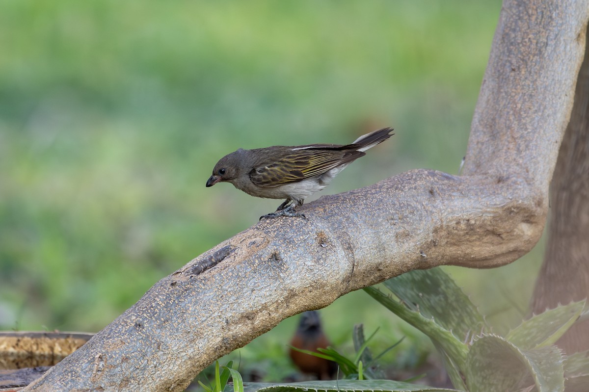 Lesser Honeyguide - ML644891052