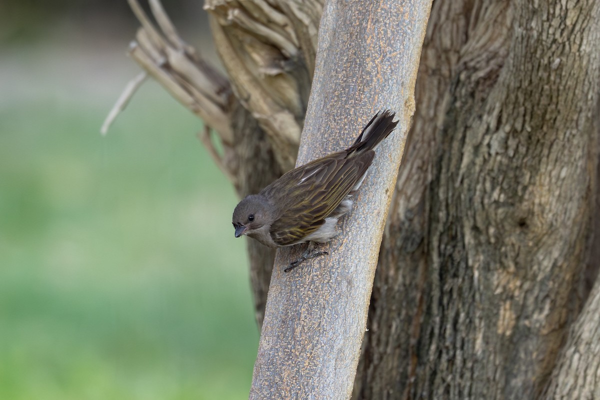 Lesser Honeyguide - ML644891053