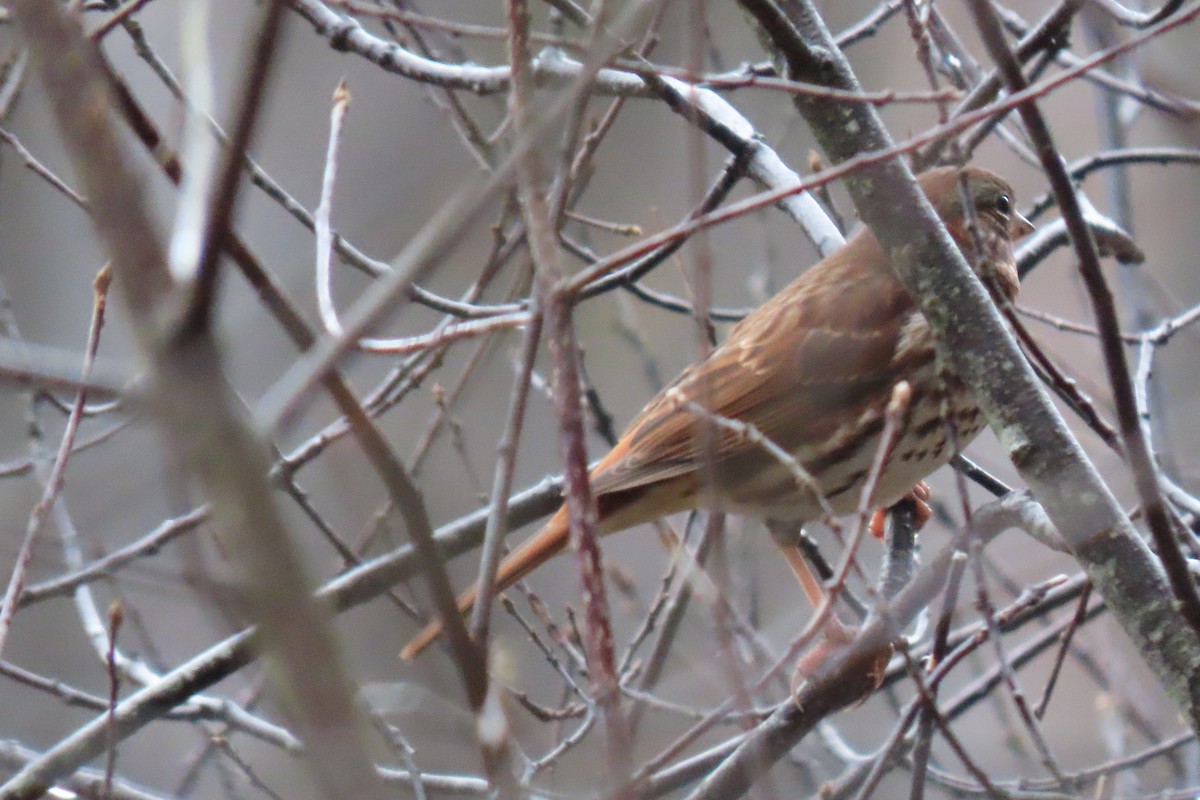 Fox Sparrow - ML644891058