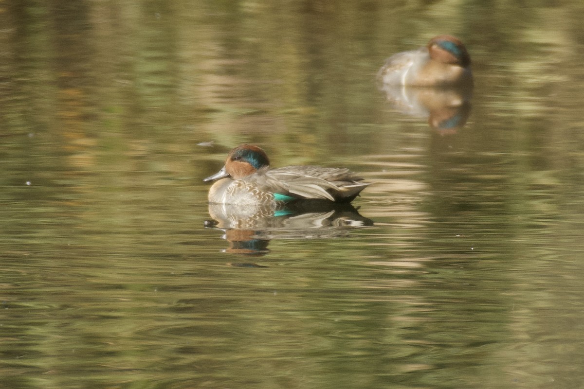 čírka obecná - ML644891066