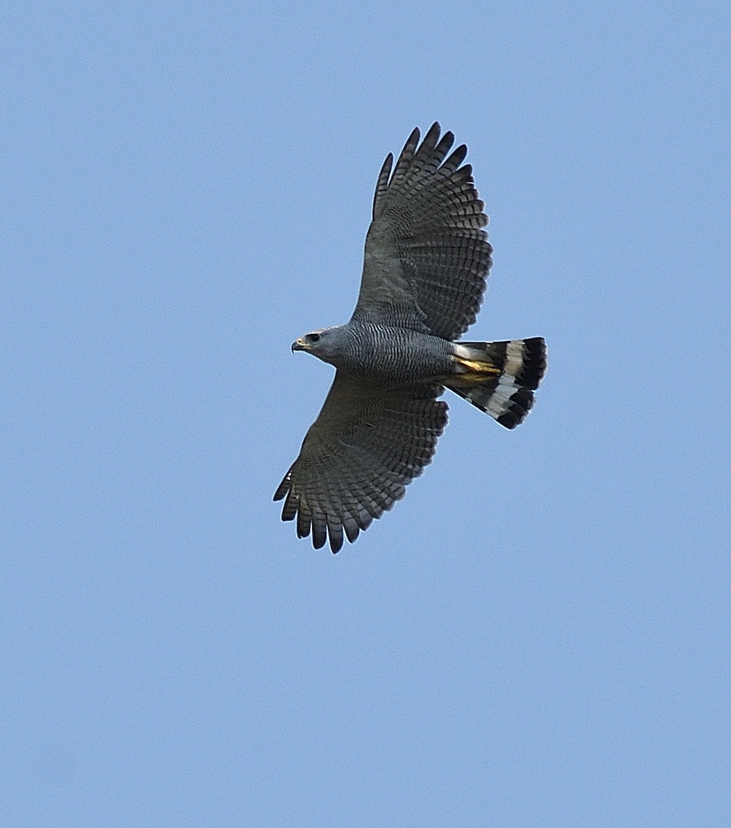 Gray-lined Hawk - ML644891073