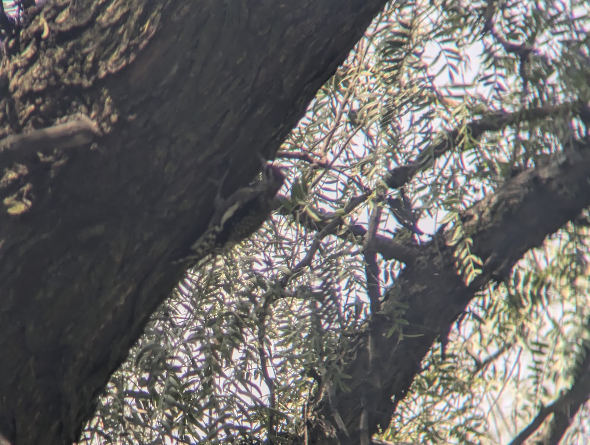 Yellow-bellied Sapsucker - ML644891074