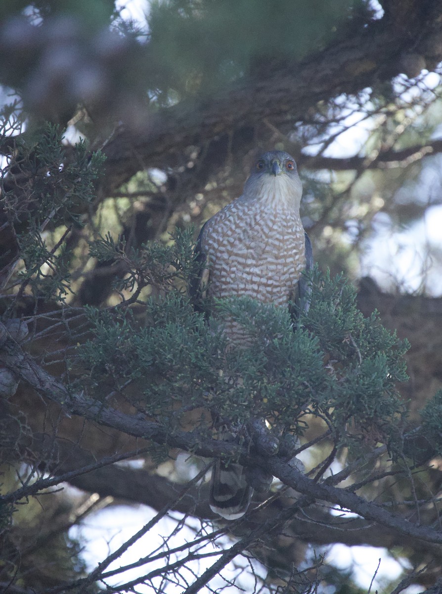 Cooper's Hawk - ML644891077