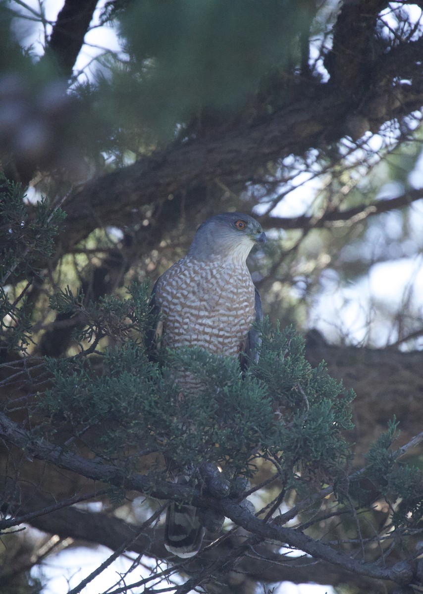 Cooper's Hawk - ML644891078