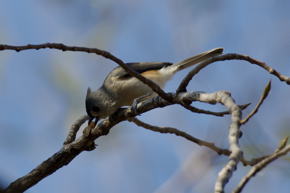 sýkora rezavoboká - ML644891080