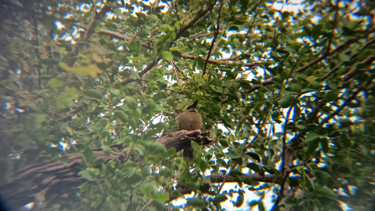 Turquoise-browed Motmot - ML644891082