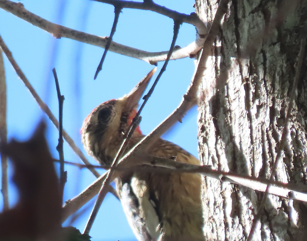 Yellow-bellied Sapsucker - ML644891086