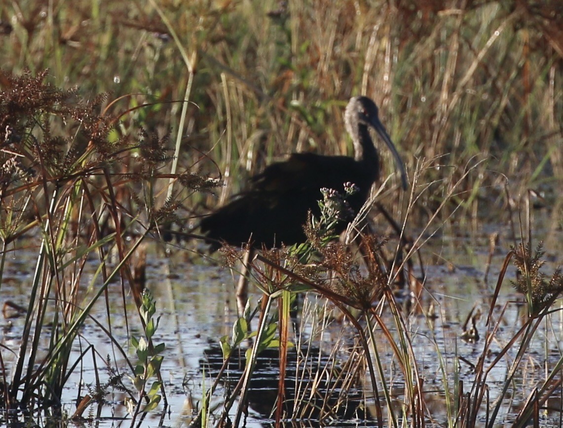 Beltzaran musuzuria - ML644891088