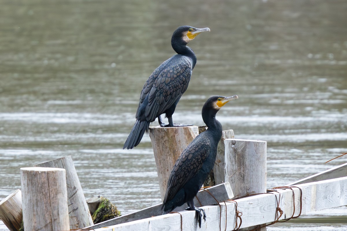 Great Cormorant - ML644891092