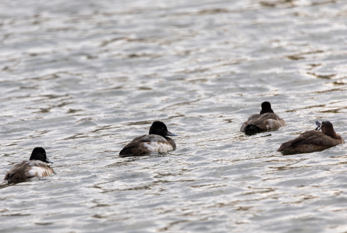 小斑背潛鴨 - ML644891097