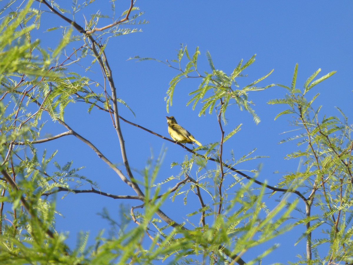 Summer Tanager - ML644891139