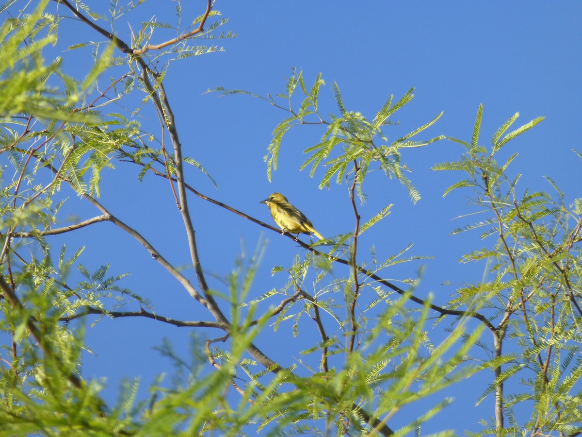 Summer Tanager - ML644891144