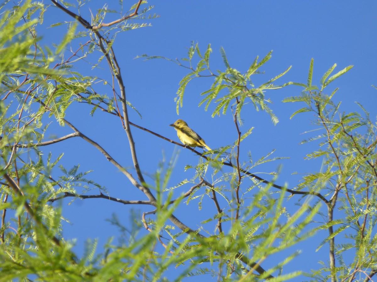 Summer Tanager - ML644891145