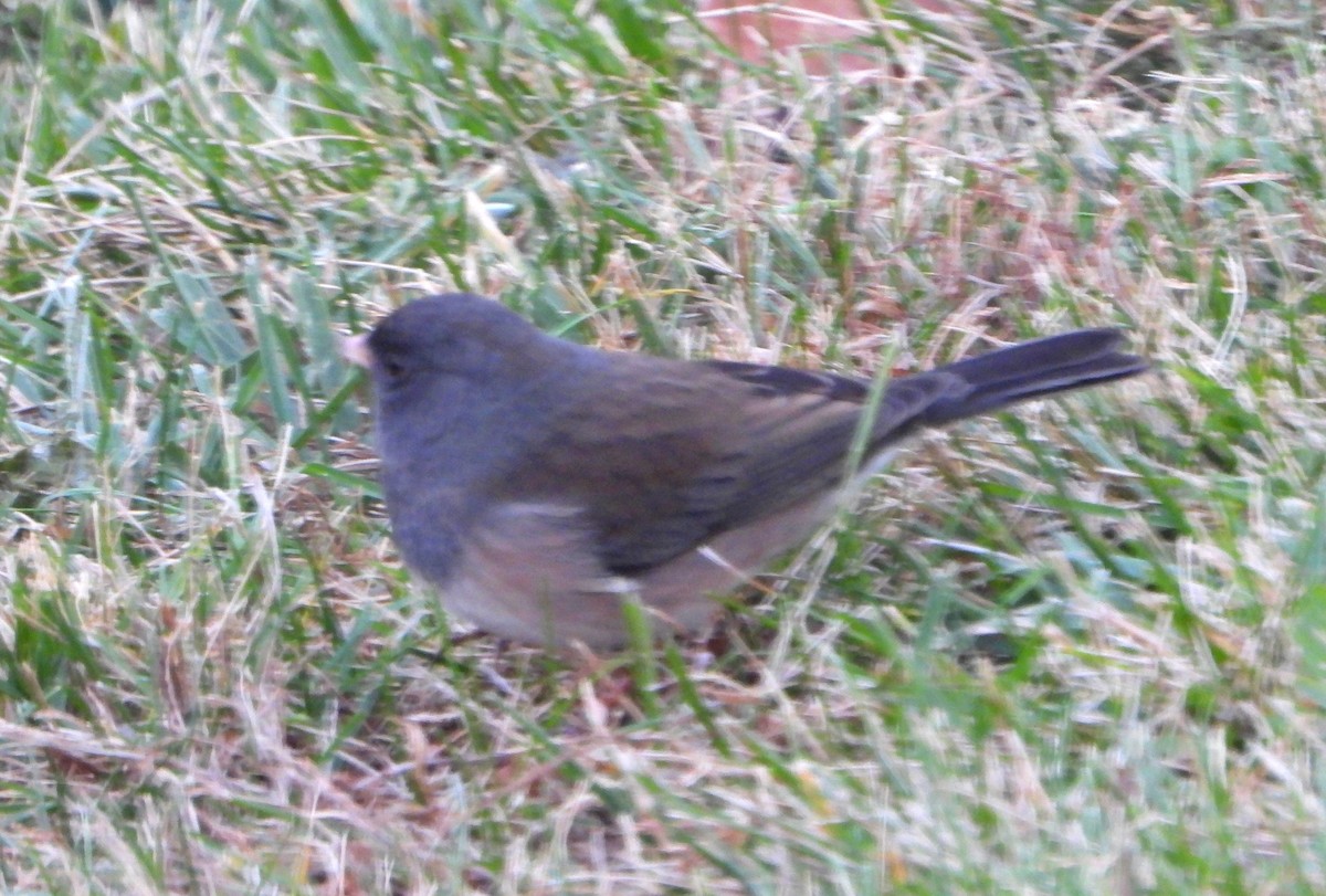Dark-eyed Junco (Oregon) - ML644891146