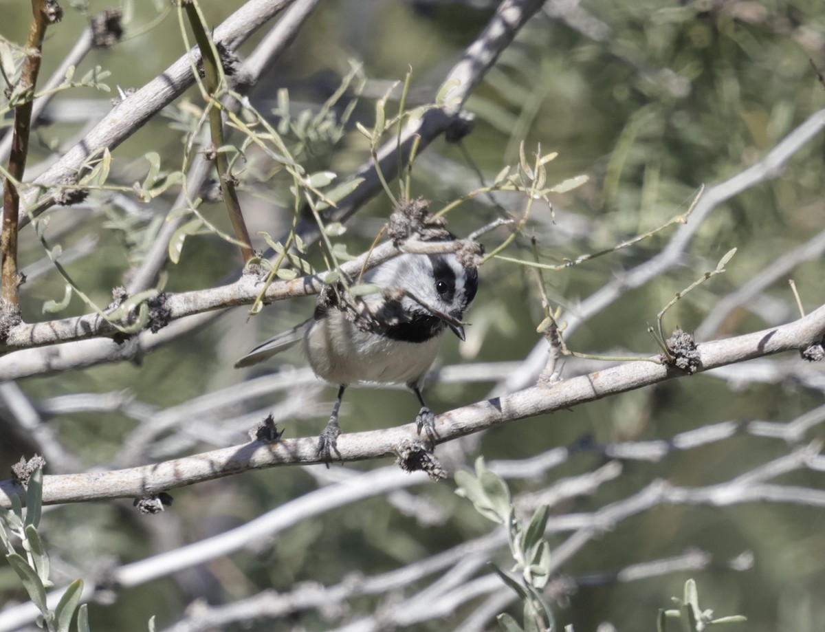 Mountain Chickadee - ML644891147