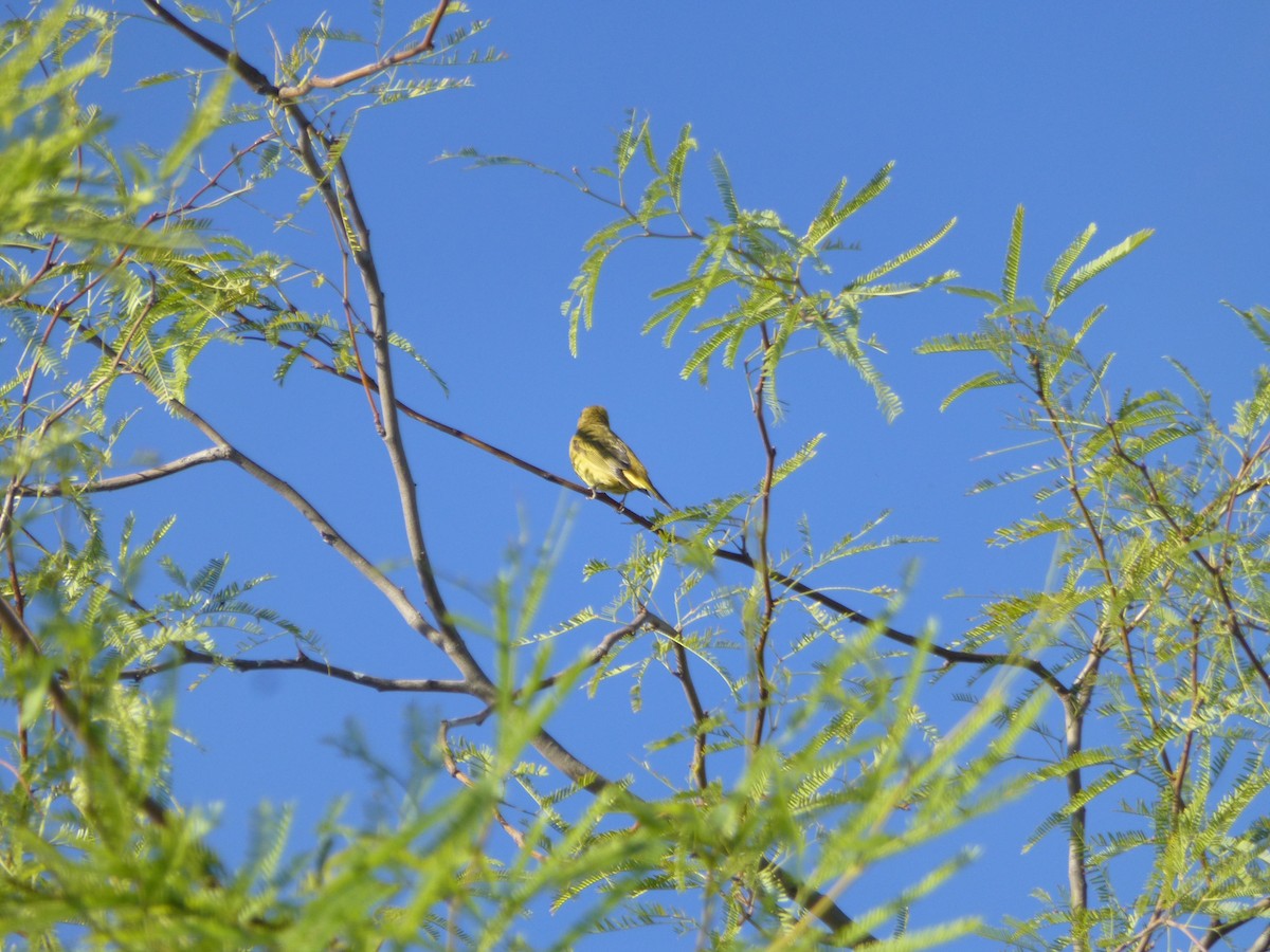 Summer Tanager - ML644891148