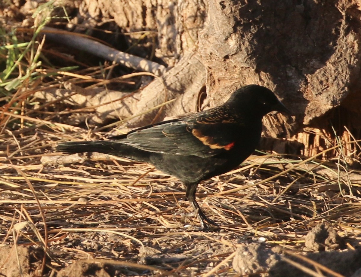 Красноплечий трупиал - ML644891150