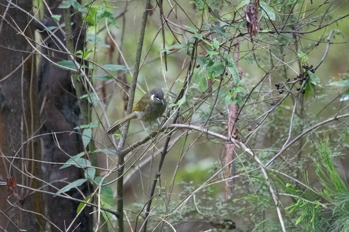 Lewin's Honeyeater - ML644891162