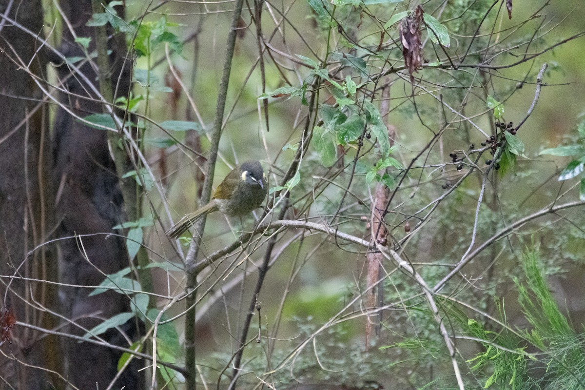 Lewin's Honeyeater - ML644891163