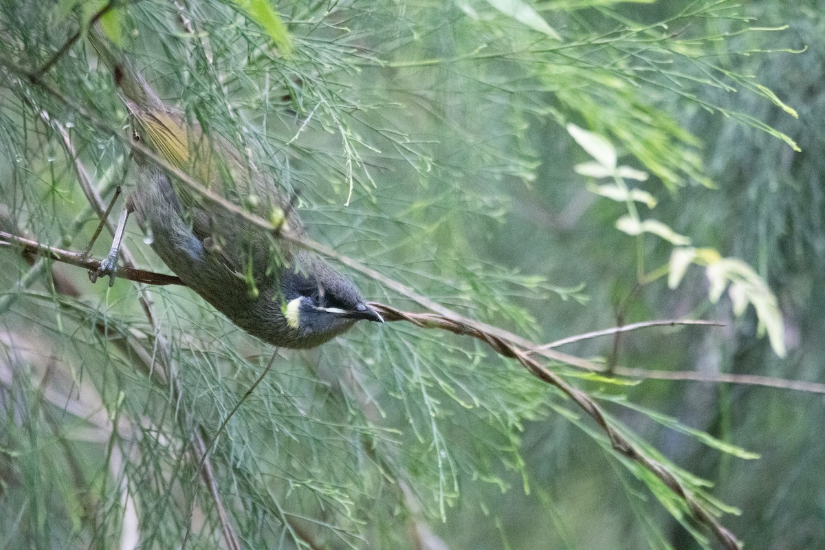 Lewin's Honeyeater - ML644891164