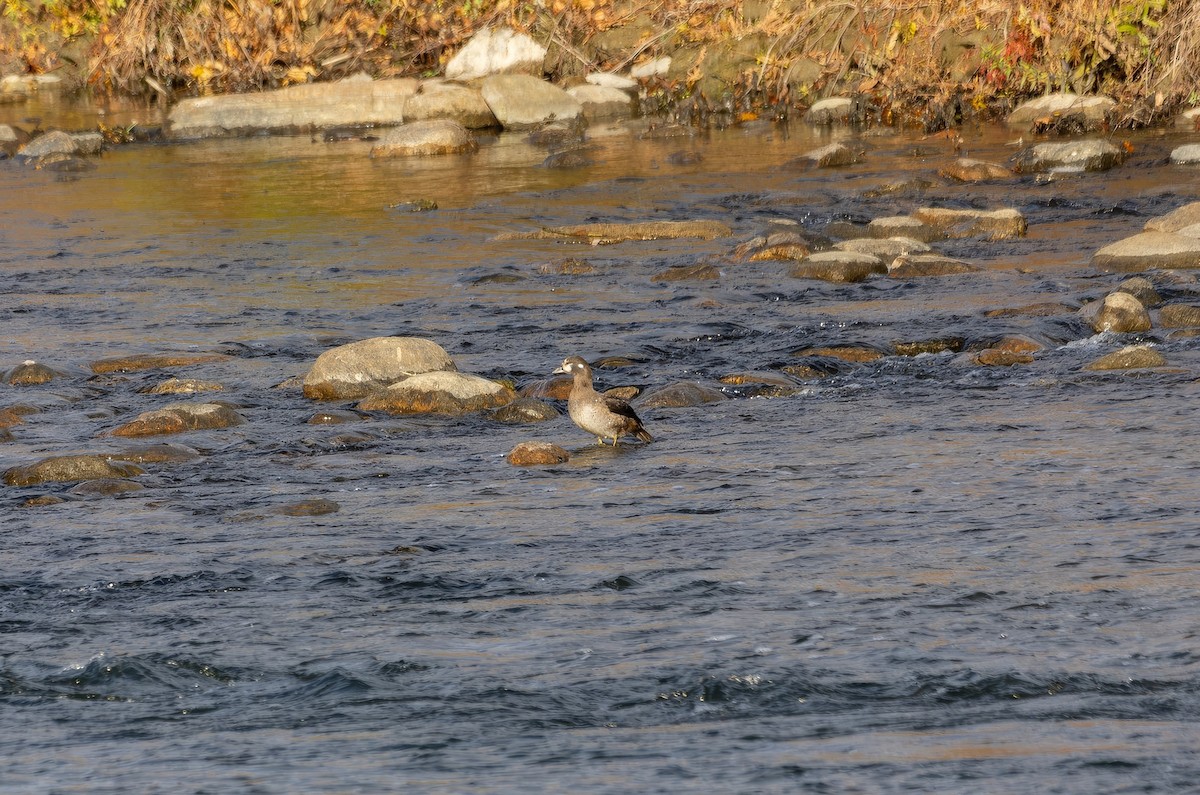 Harlequin Duck - ML644891169