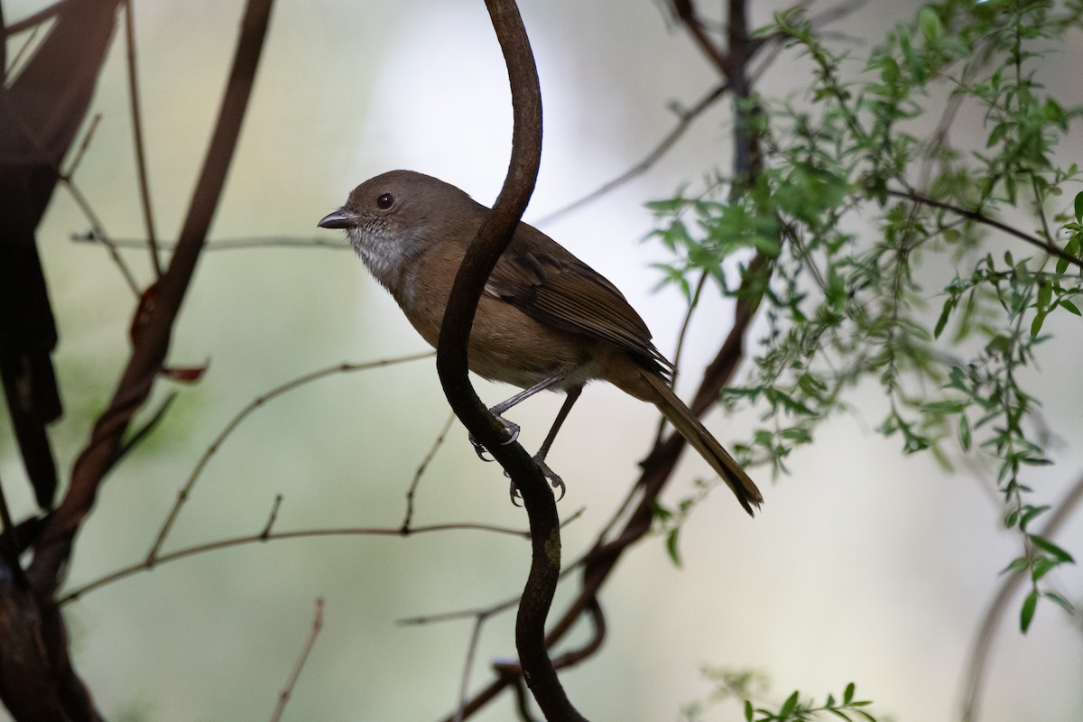 Olive Whistler - ML644891173