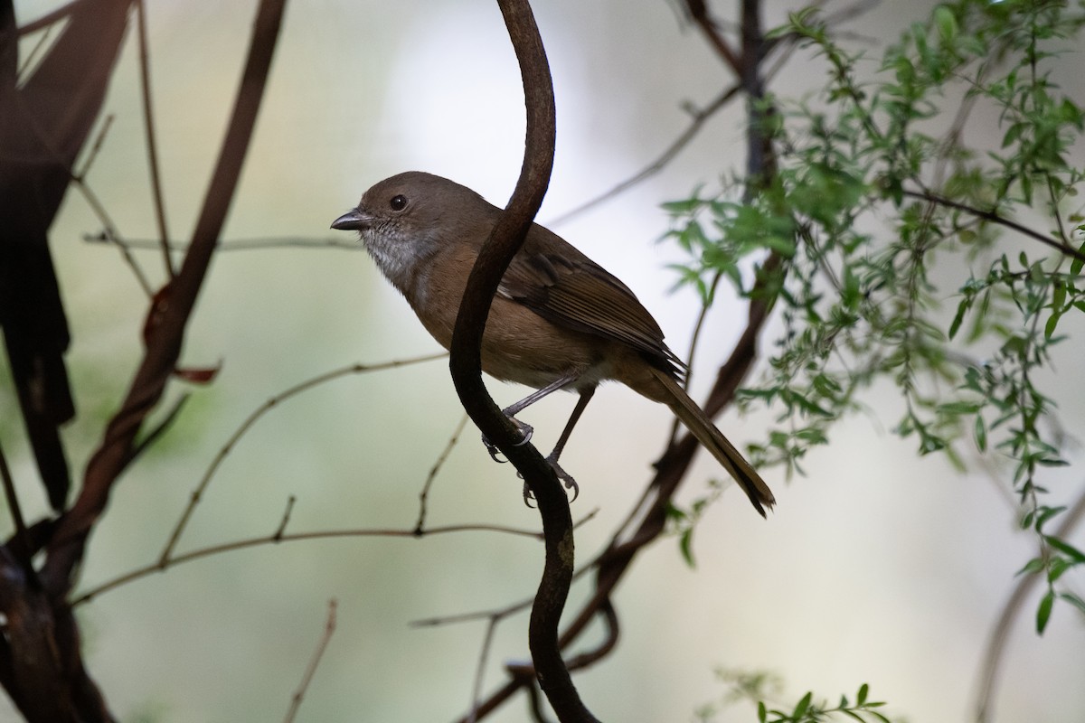 Olive Whistler - ML644891174