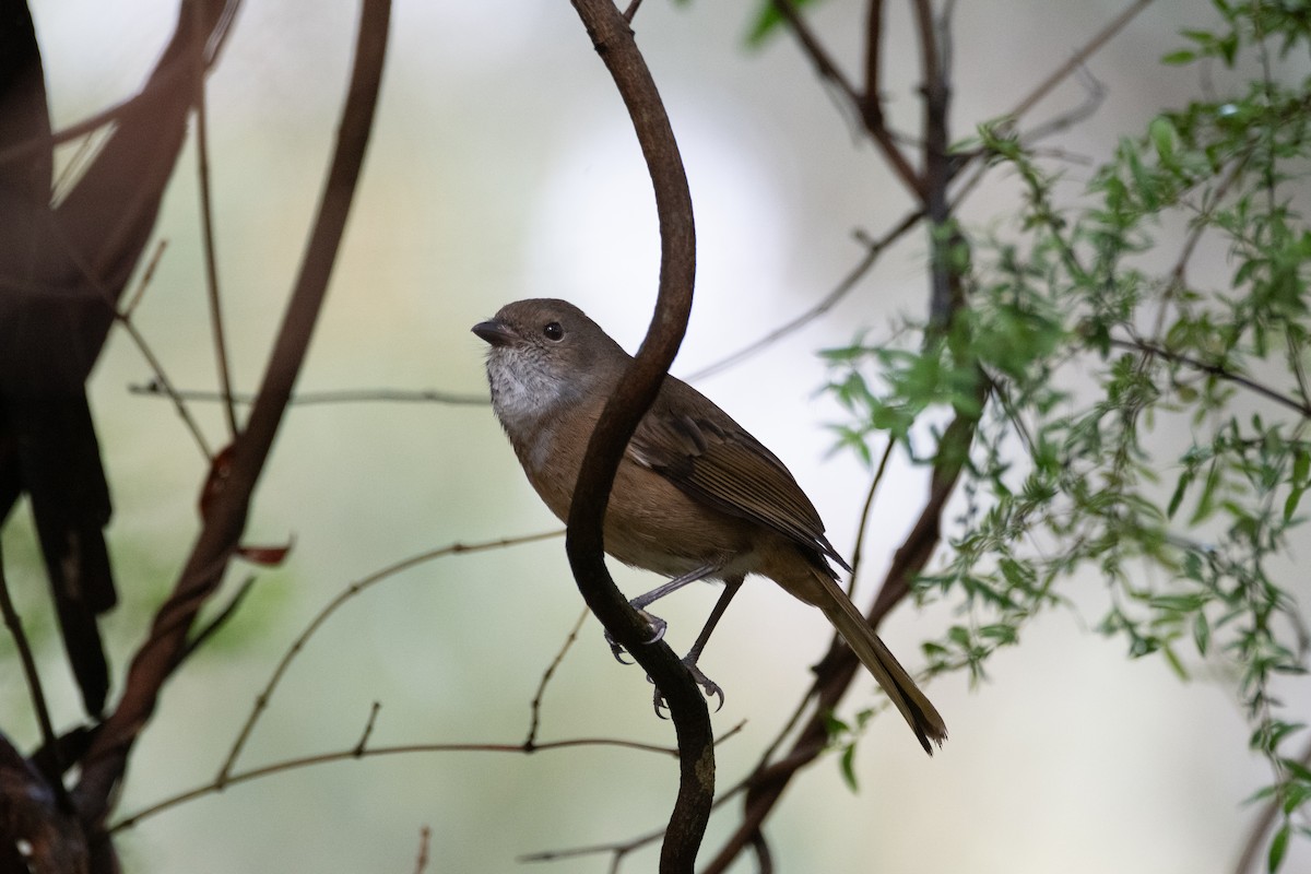 Olive Whistler - ML644891175