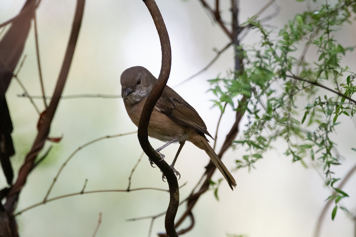 Olive Whistler - ML644891176