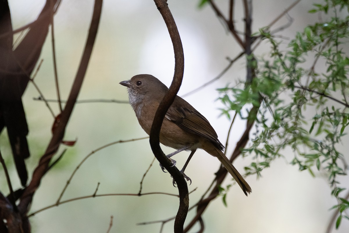 Olive Whistler - ML644891177