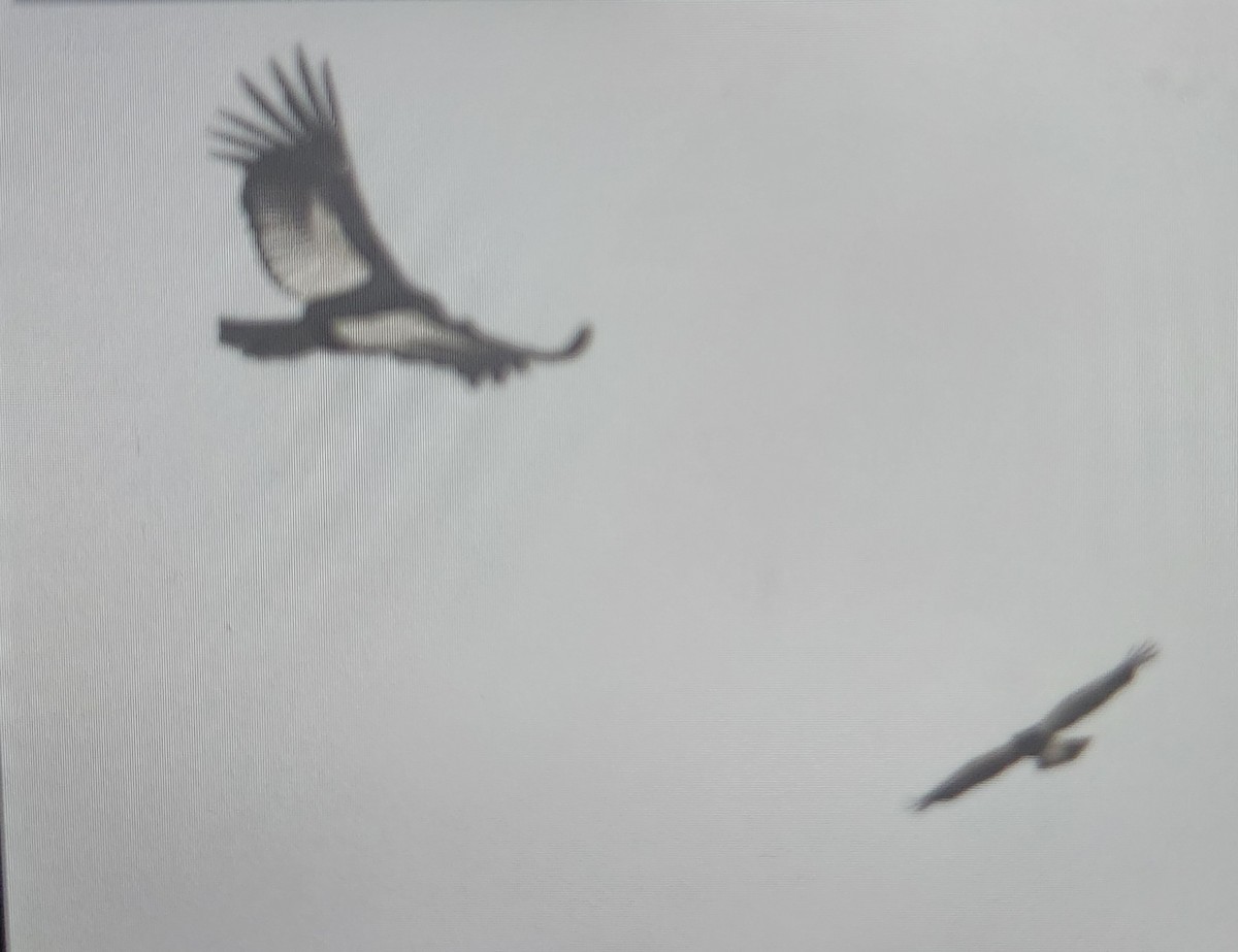 Andean Condor - ML644891184