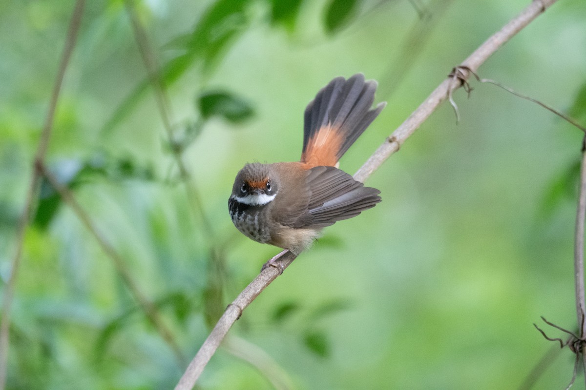 Australian Rufous Fantail - ML644891185