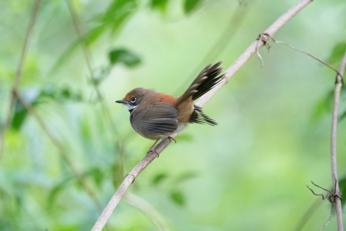 Australian Rufous Fantail - ML644891186