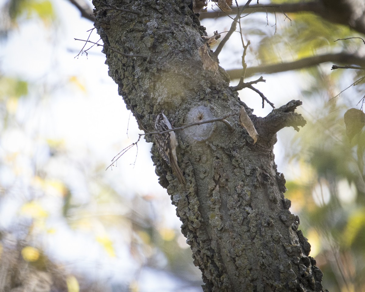 amerikatrekryper - ML644891193