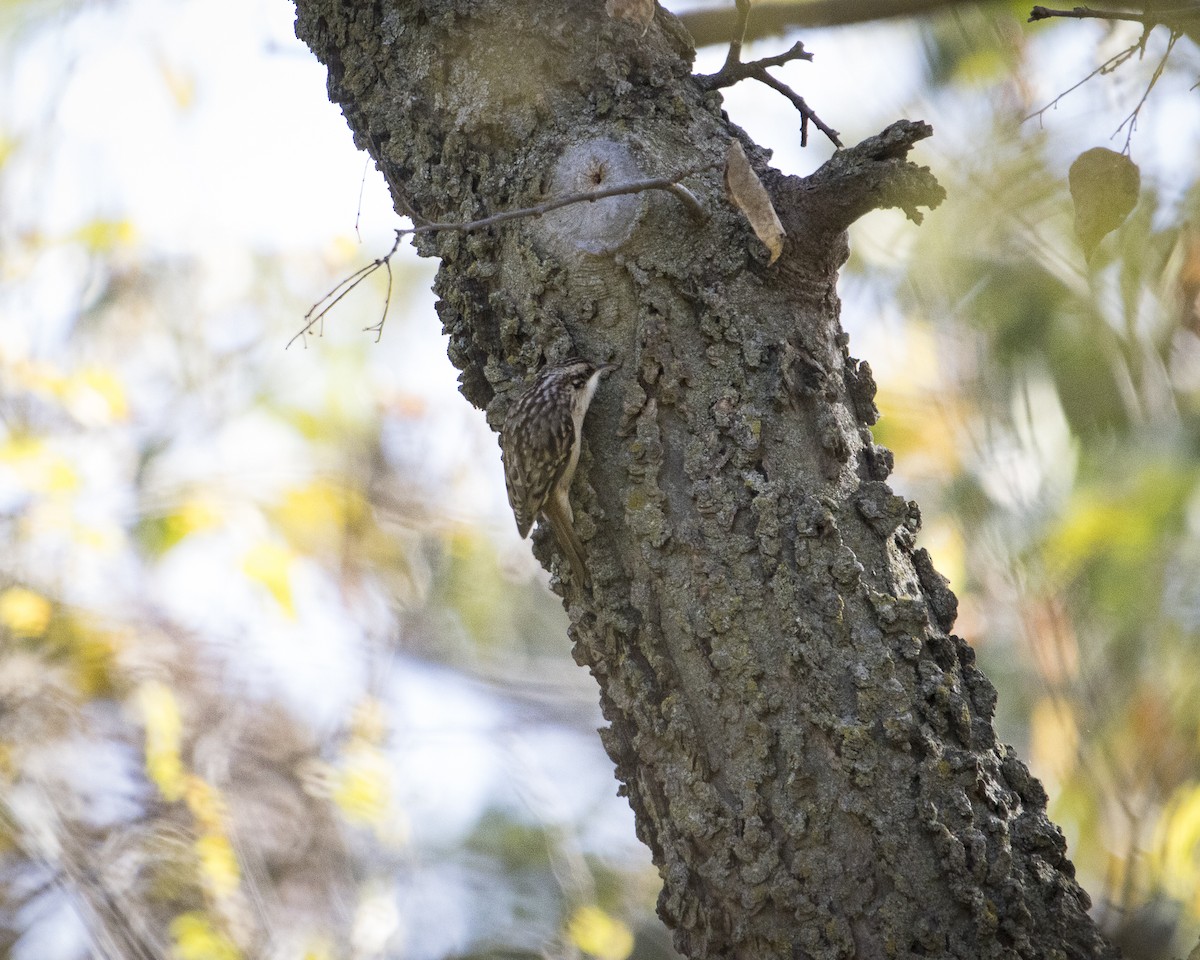 amerikatrekryper - ML644891194