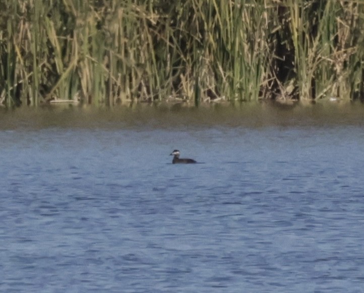 Surf Scoter - ML644891196