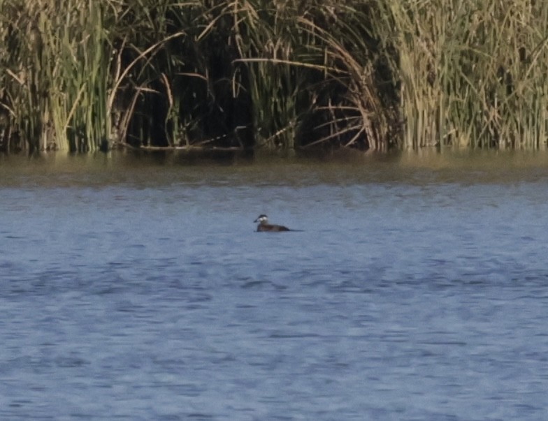 Surf Scoter - ML644891197