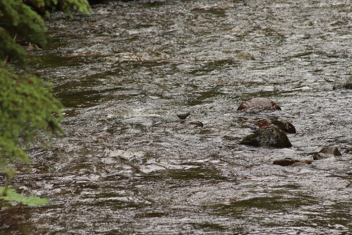 Ur-zozo iparramerikarra - ML644891198