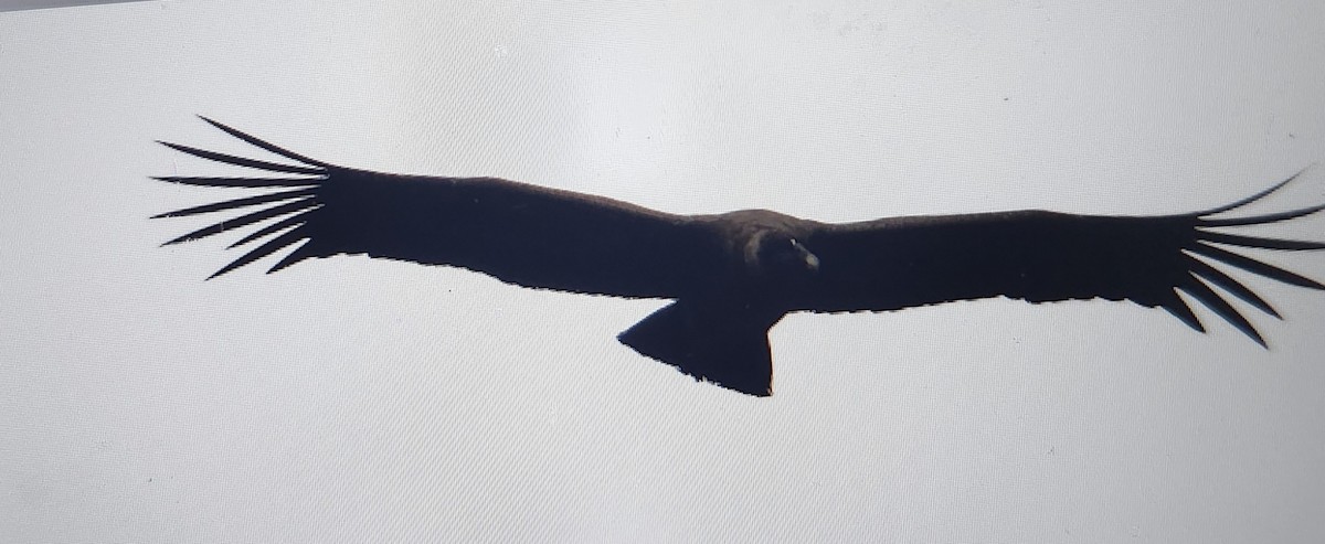 Andean Condor - ML644891199