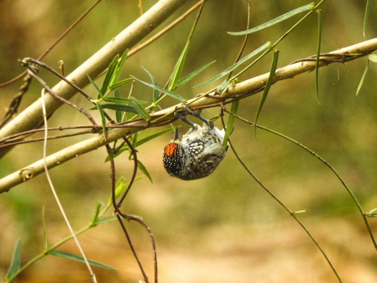 White-wedged Piculet - ML644891213
