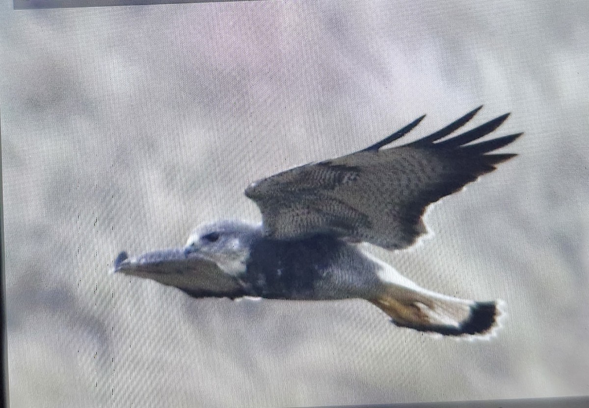 Variable Hawk - ML644891217