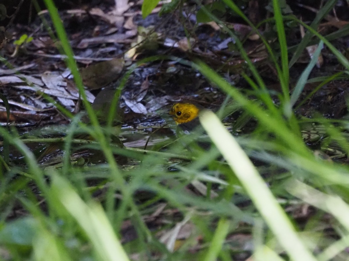 Paruline à tête jaune - ML644891225