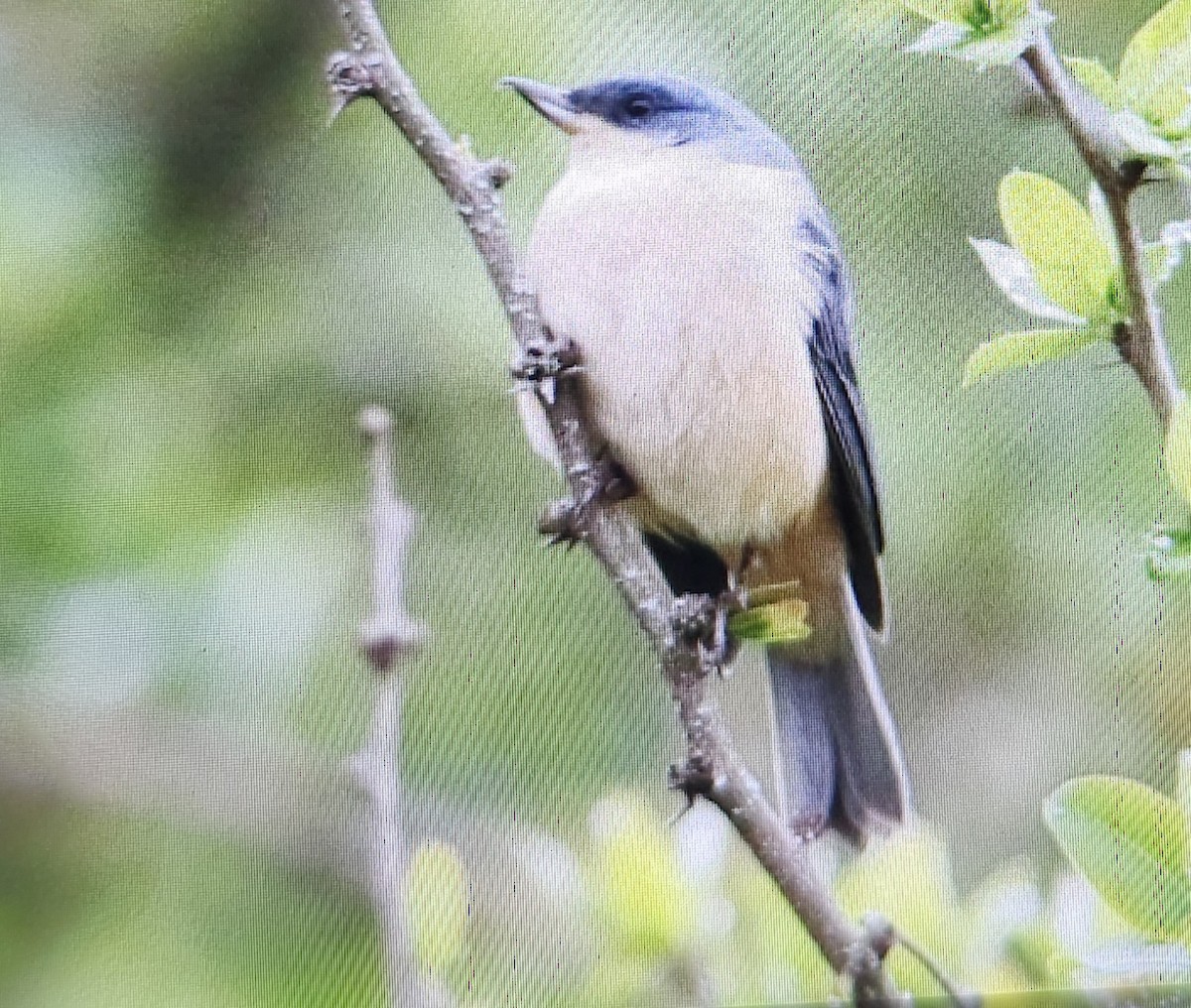 Rusty Flowerpiercer - ML644891242