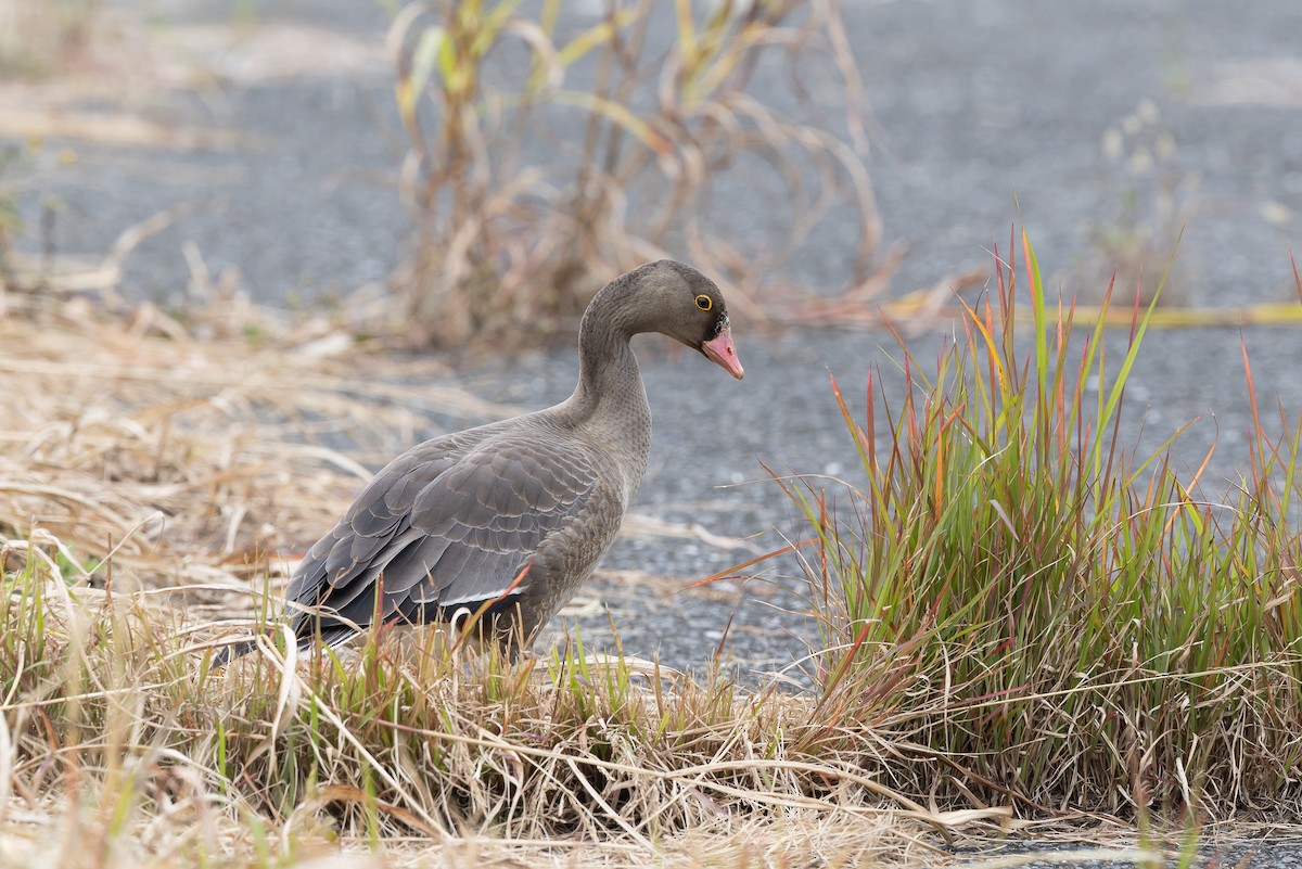 Küçük Sakarca - ML644891243